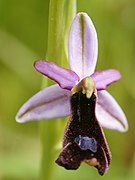 Ophrys balearica