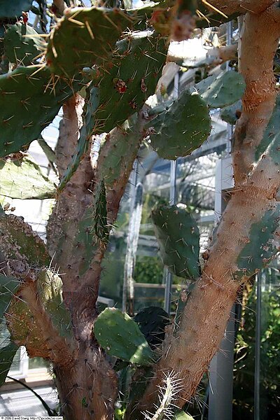 File:Opuntia engelmannii lindheimeri 2zz.jpg