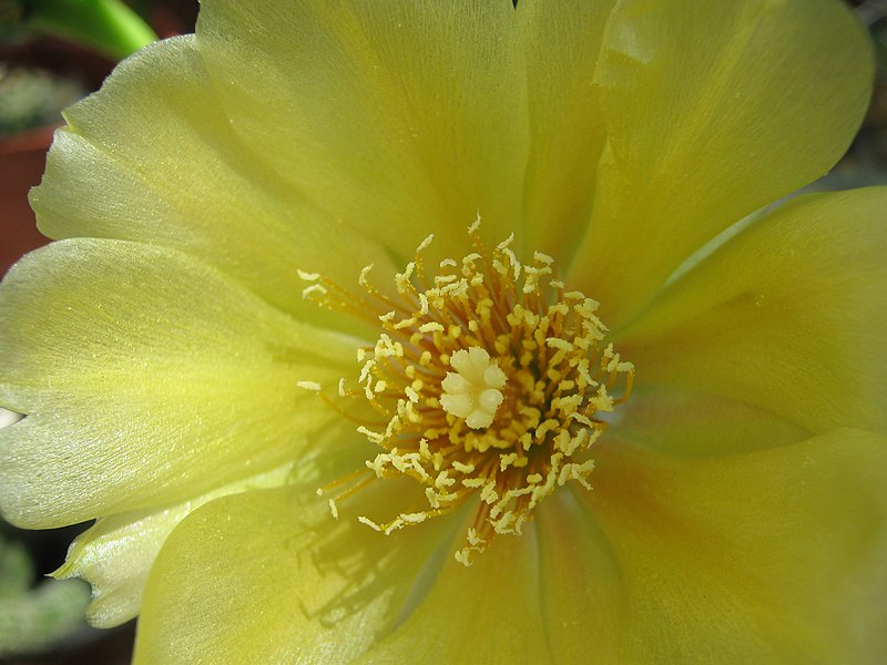 Fájl:Opuntia ficus-indica flower.jpg