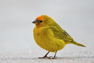 <span class="mw-page-title-main">Orange-fronted yellow finch</span> Species of bird