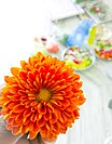 Dahlia orange