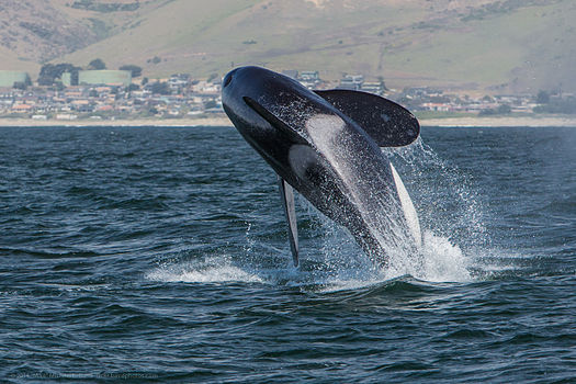 Orca breaching, just offshore from Morro Strand, May 8, 2014. North Morro Bay town in background Orca, Killer Whale, breaching - Morro Bay, CA May 8, 2014 Orcinus orca.jpg