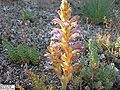 Orobanche ramosa inflorescence