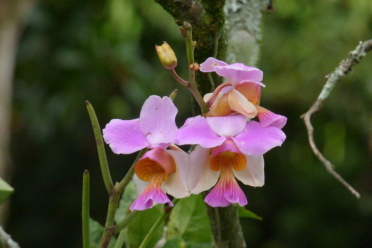 Como se riegan las orquideas