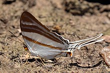 Orsilochus daggerwing (Marpesia orsilochus) در پایین. JPG