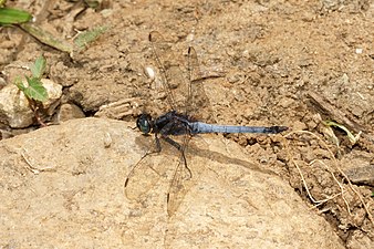 Blue Marsh Hawk Orthetrum glaucum Male