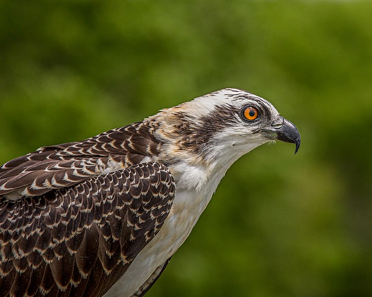 File:Osprey Fledgling (16995065659).jpg