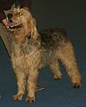 Otterhound, liver & tan