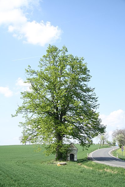 File:Overview of famous tree Lípa u Louky in Jemnice, Třebíč District.jpg