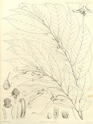 <i>Neostenanthera hamata</i> Species of flowering plant