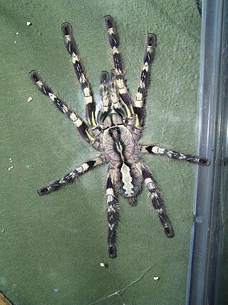 <i>Poecilotheria regalis</i> Species of arachnid