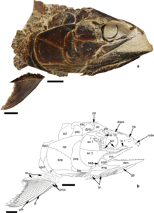 Pachycormus kepala.png