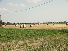 Territorio agricolo di Suzzara