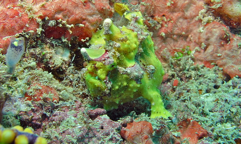 File:Painted Frogfish (Antennarius pictus) (8503344600).jpg