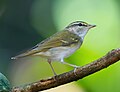 Thumbnail for Pale-legged leaf warbler