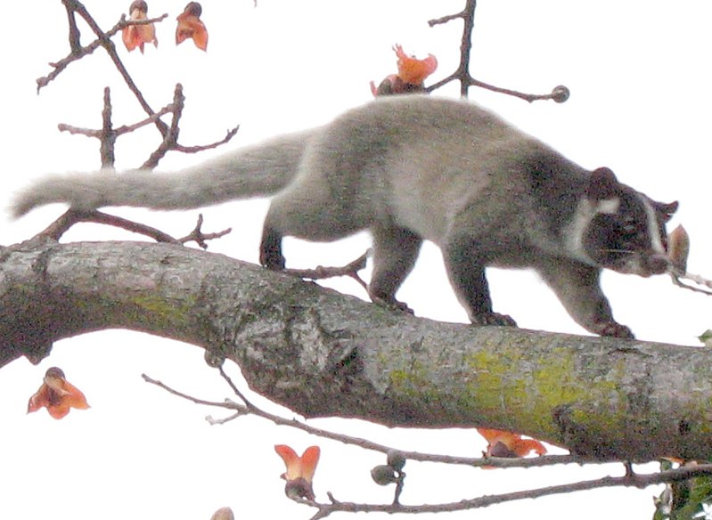 File:Palm civet on tree (detail).jpg