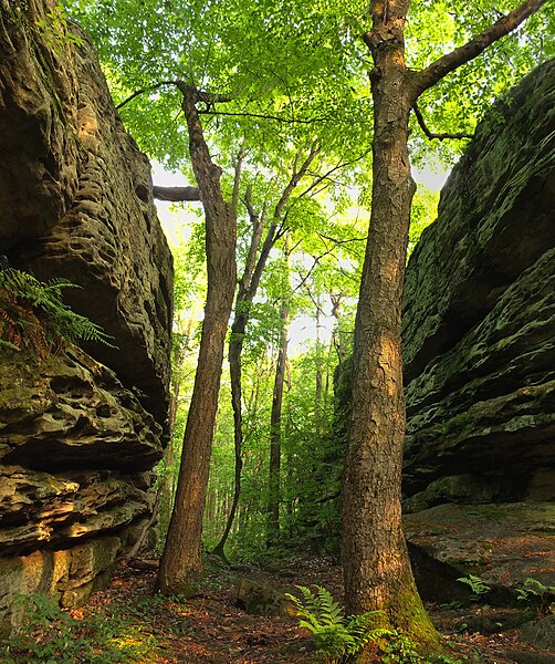 File:Panther Rocks in Moshannon State Forest.jpg