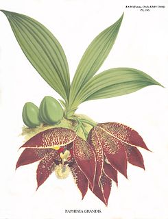 <i>Paphinia grandiflora</i> Species of orchid