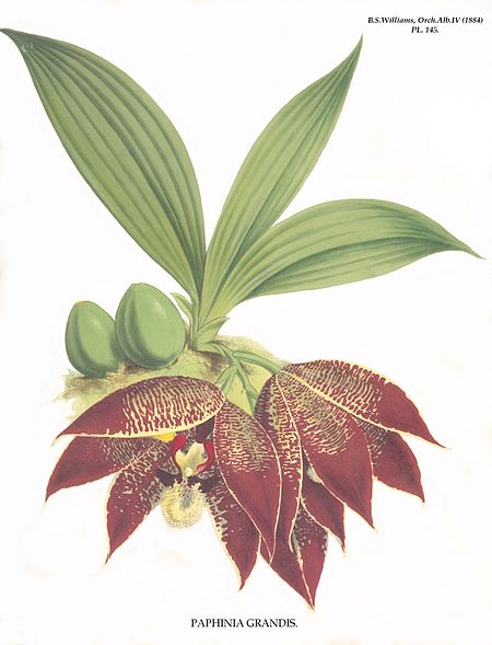 Paphinia grandiflora