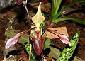 Paphiopedilum dayanum