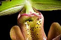 Paphiopedilum lawrenceanum Labellum