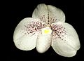 Paphiopedilum niveum flower