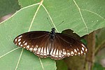 Papilio clytia at Kadavoor.jpg