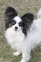 Papillon -muotokuva Flickr.jpg