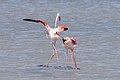 * Nomeação Bridal parade of pink flamingos - saline monastirI, the copyright holder of this work, hereby publish it under the following license:This image was uploaded as part of Wiki Loves Earth 2024. --Skander zarrad 19:49, 1 June 2024 (UTC) * Revisão necessária