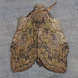 <i>Parasinga</i> Genus of moths