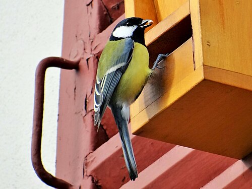 Parus major, Paris