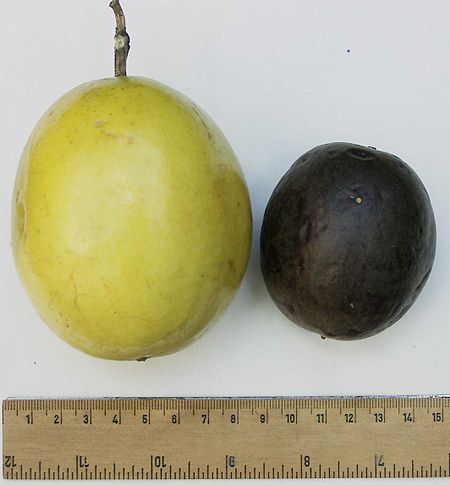 ไฟล์:Passionfruit_comparison.jpg