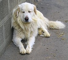 Pyrenees Dağ ırkının bir köpeği