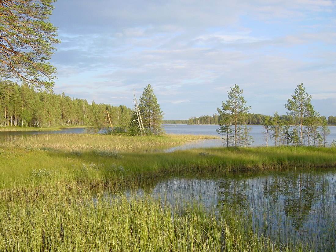 File:Patvinsuo Suomunjärvi 1.jpg