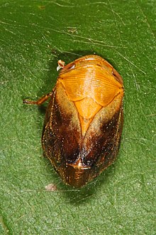 Pecan Spittlebug - Clastoptera achatina, Catoctin Dağları, Maryland.jpg