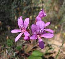 Pelargonium rodneyanum.jpg