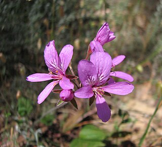 <i>Pelargonium rodneyanum</i> Species of plant