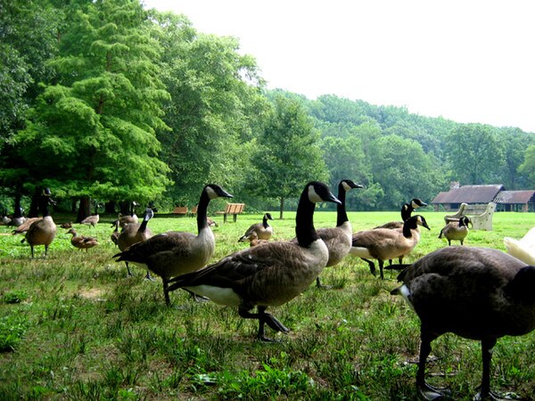 Pennypack Park in Fox Chase