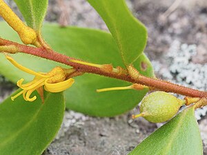 Persoonia rufa.jpg