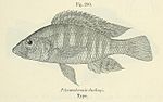 Miniatura para Pharyngochromis darlingi