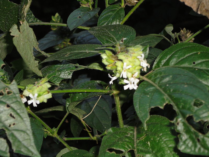 File:Phaulopsis imbricata, bloeiwyses, Burmanbos.jpg