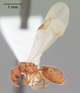 Pheidole dentigula