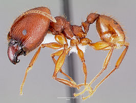 Pheidole speculifera