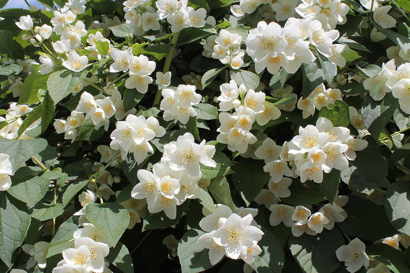 File:Philadelphus coronarius 15355.JPG