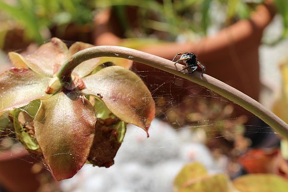 A male of philaeus chrysops