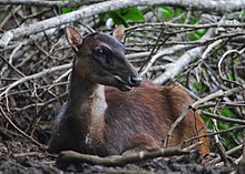 An adult female Philippine Deer on the island of Mindanao in the Philippines Philippine Deer by Gregg Yan.jpg