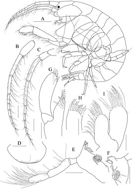 Photis longicaudata