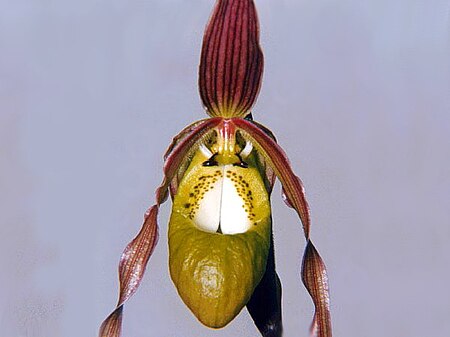 Phragmipedium klotzschianum