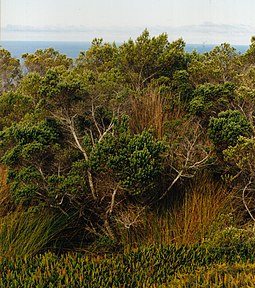 Phylica arborea, the only tree species native (though not endemic) to Tristan da Cunha. Phylica arborea.JPG