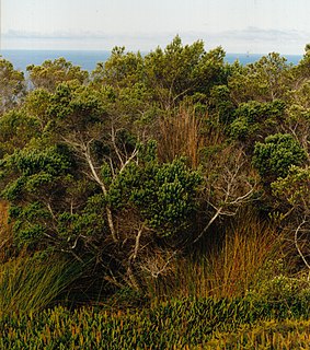 <i>Phylica arborea</i> Species of shrub